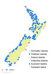 Hymenophyllum dilatatum distribution map based on databased records at AK, CHR, OTA and WELT. 
 Image: K. Boardman © Landcare Research 2016 CC BY 3.0 NZ